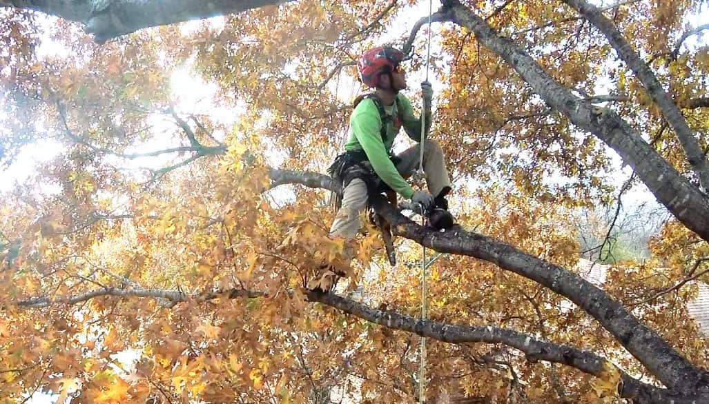 Tree work in progress Dallas TX