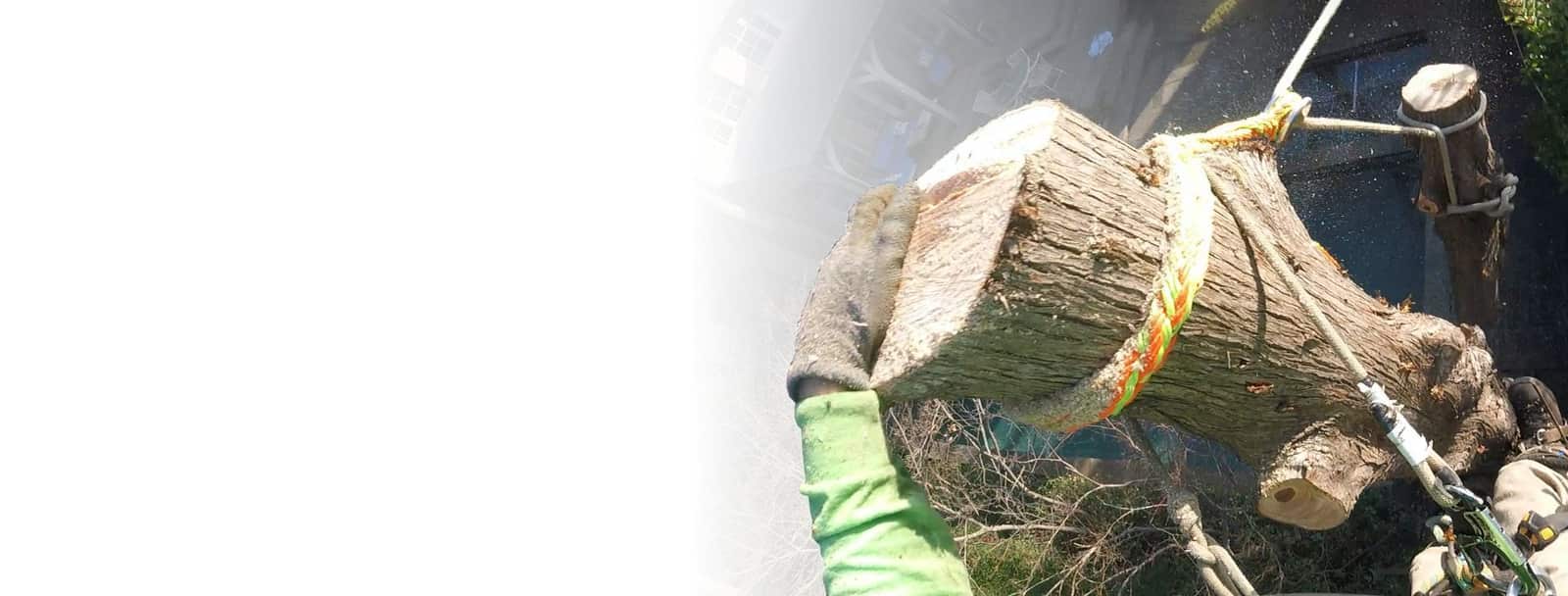 Richard Lavery, ISA Certified Arborist and founder of Leatherface Tree Service