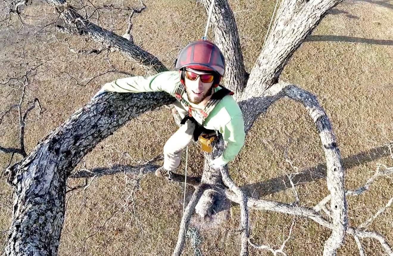 Professional tree removal Dallas TX