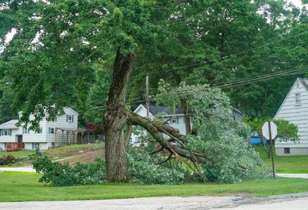 Emergency Tree Removal Dallas TX
