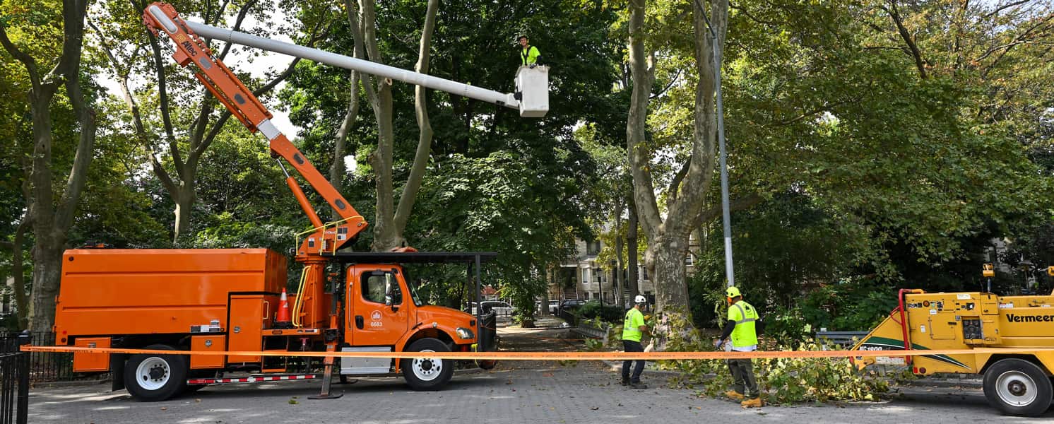Cabling Bracing and Land Clearing Dallas TX