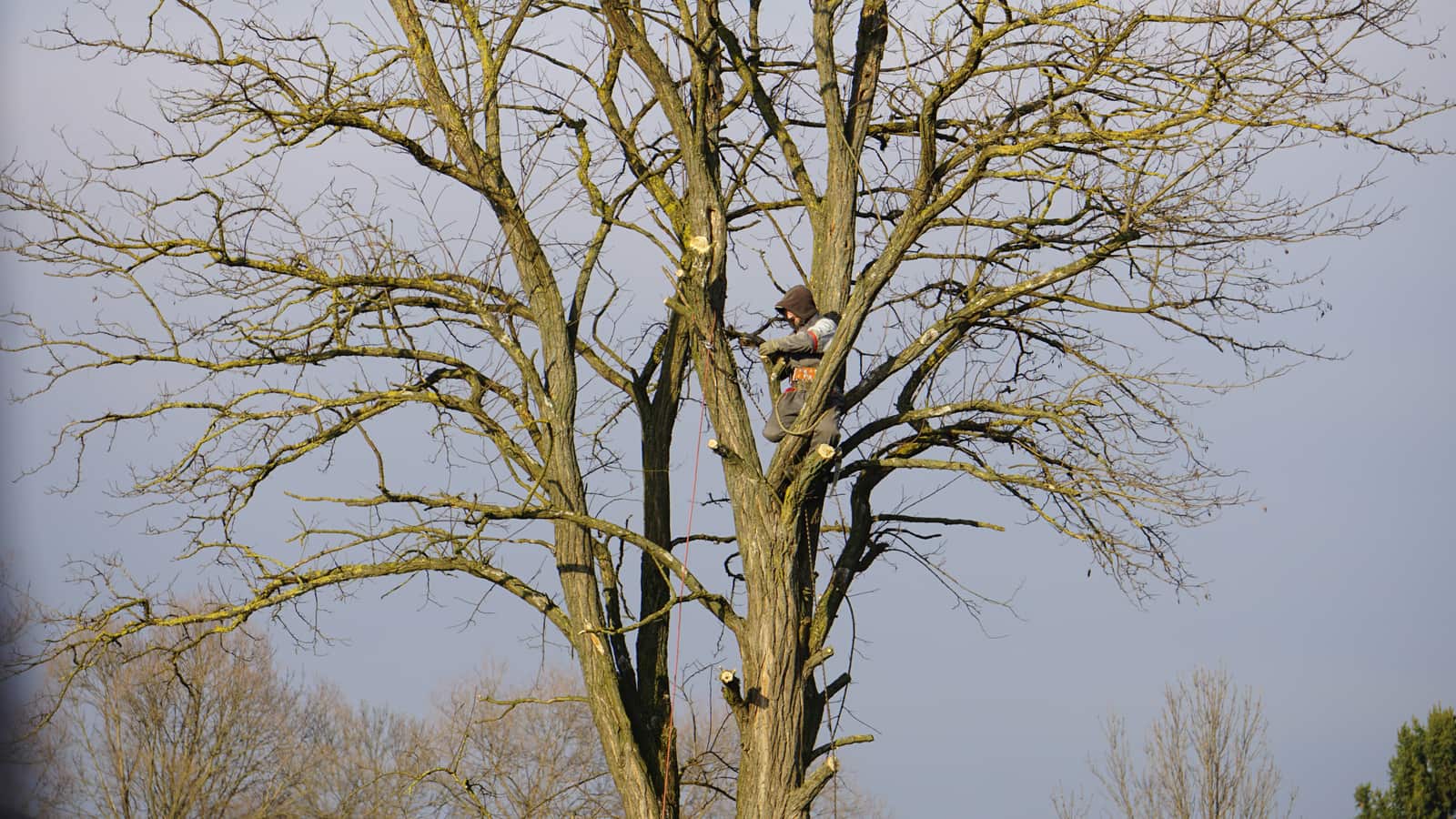 Tree Pest and Disease Control Dallas TX