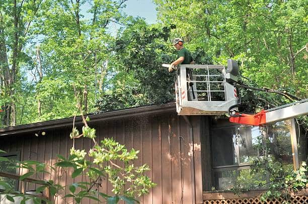 Tree Removal Dallas TX