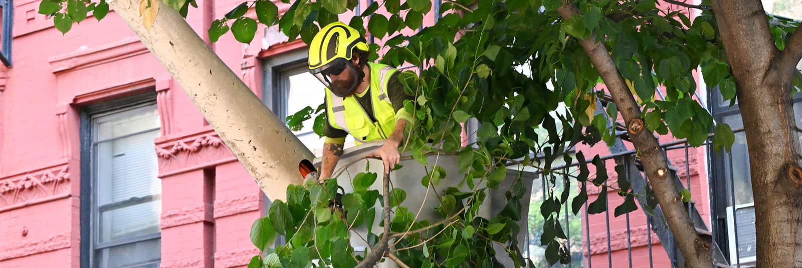 Tree Trimming Dallas TX