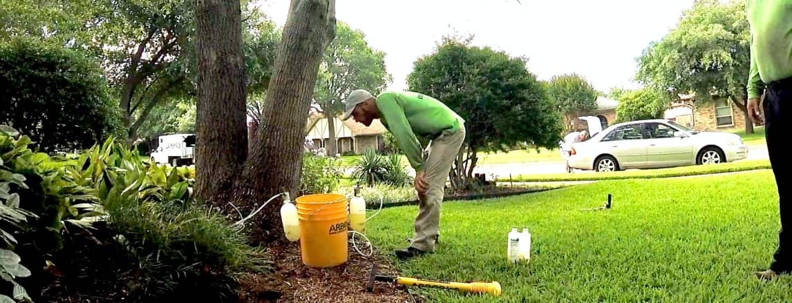 Tree trimming service Dallas TX